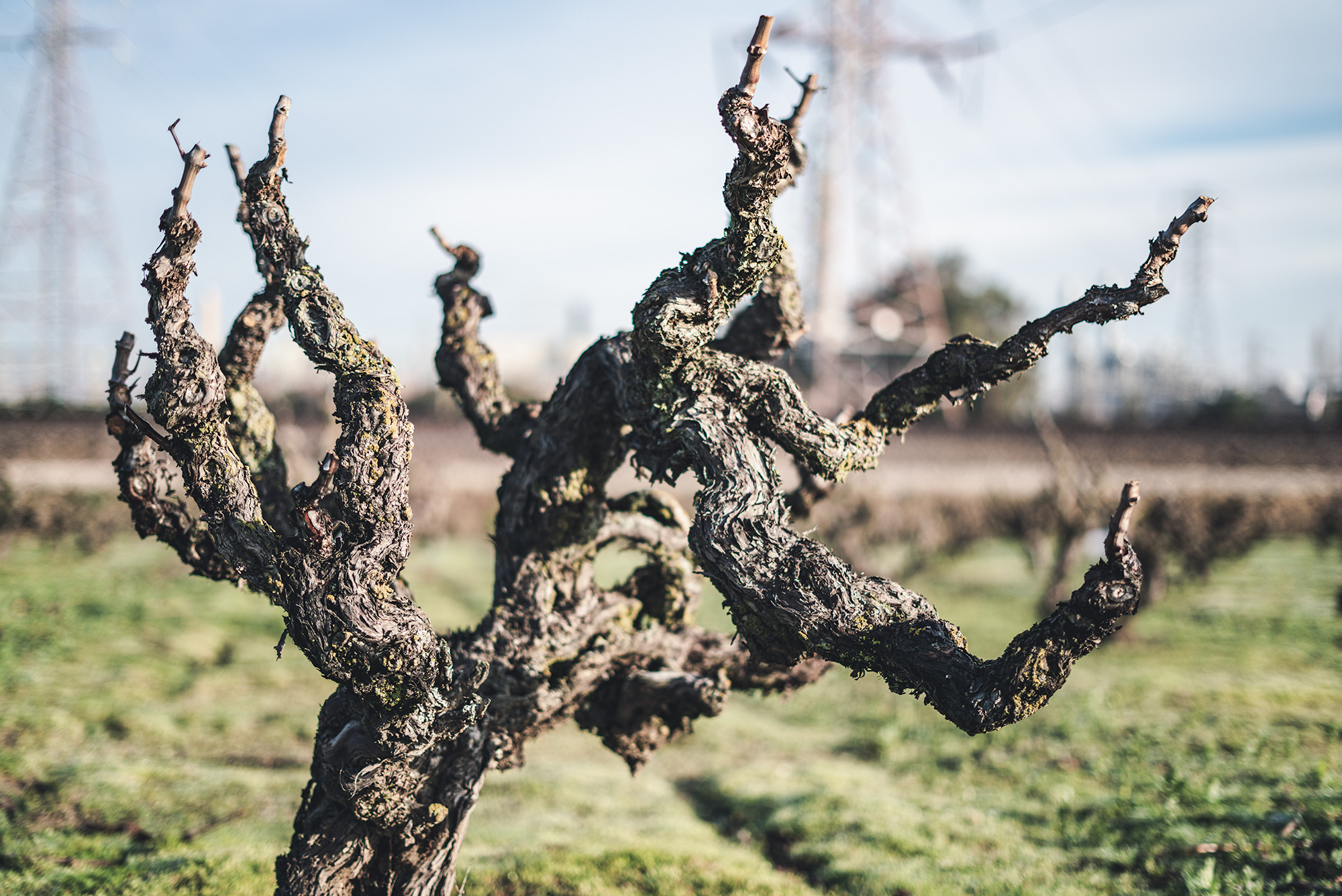 Old Grape Vine