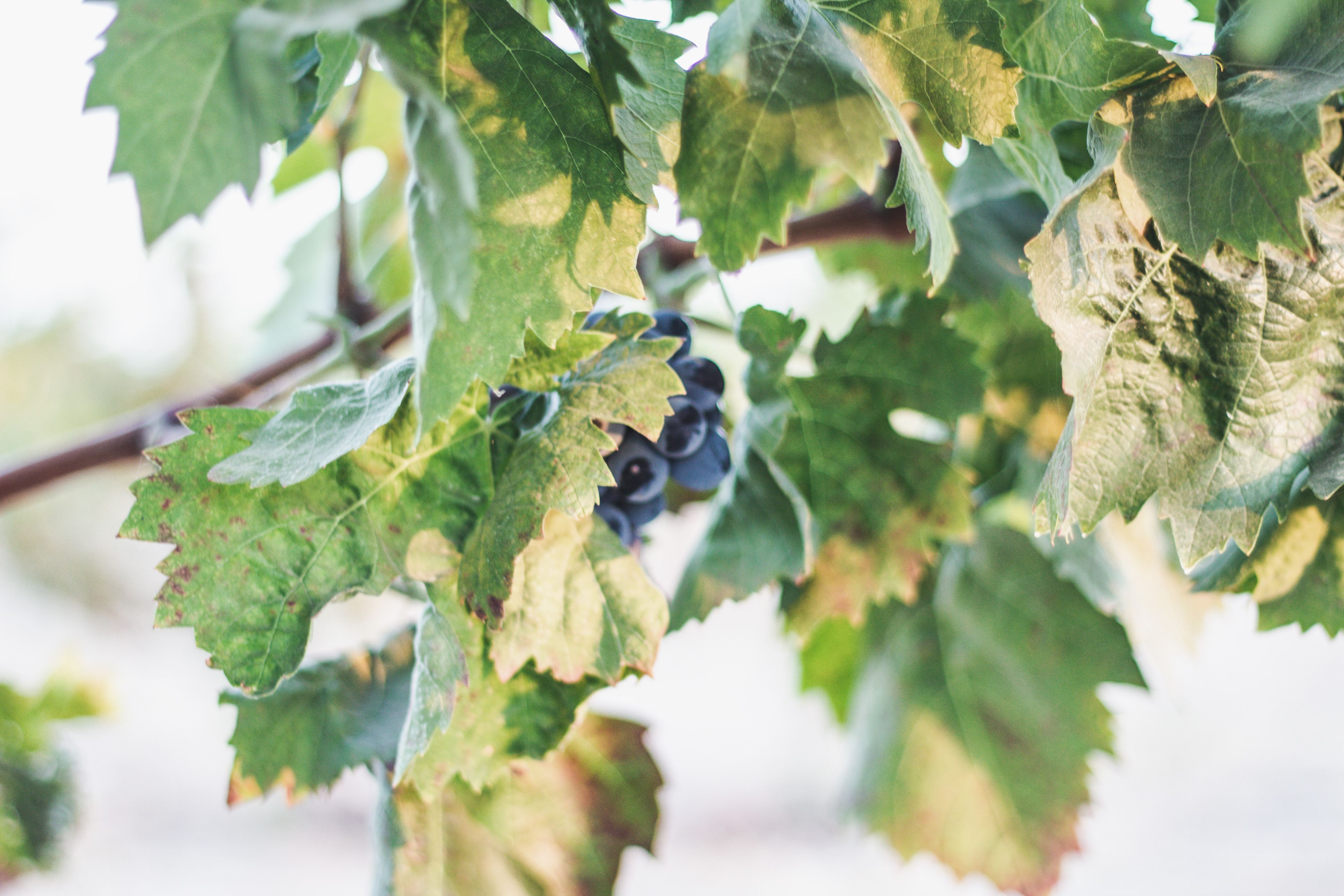 Grape Cluster on Vine