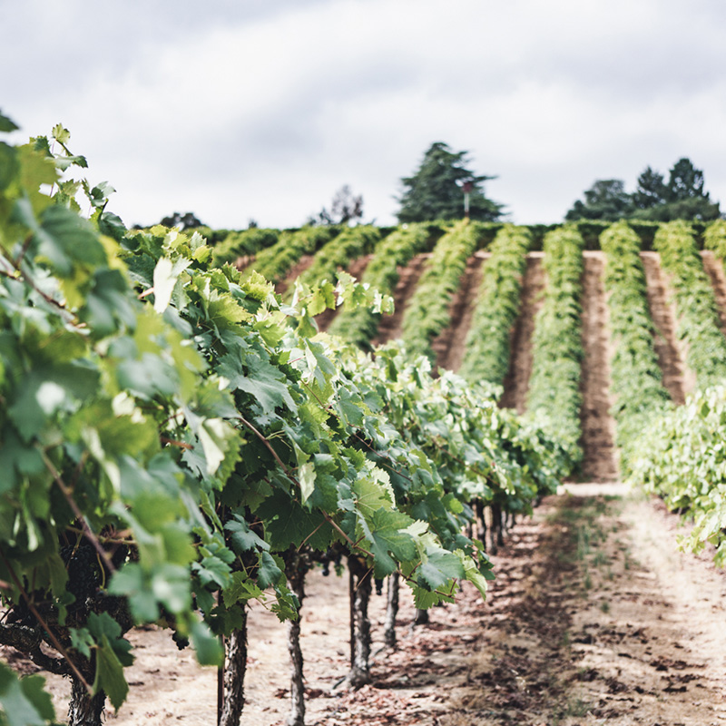 Vineyards rows