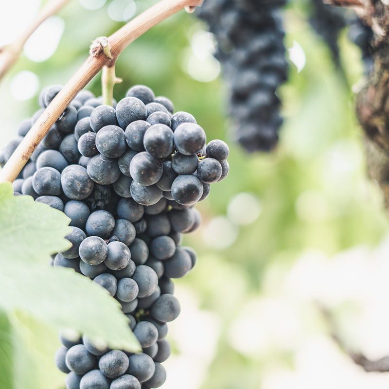 Closeup of grapes