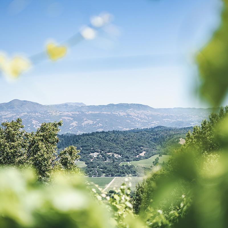 View from the Bacigalupi vineyard