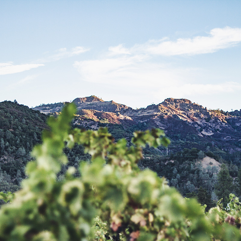 View of hills from Frediai Vineyard