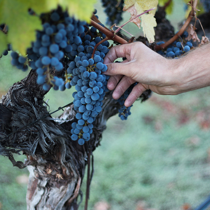 Ripe grapes on the vine