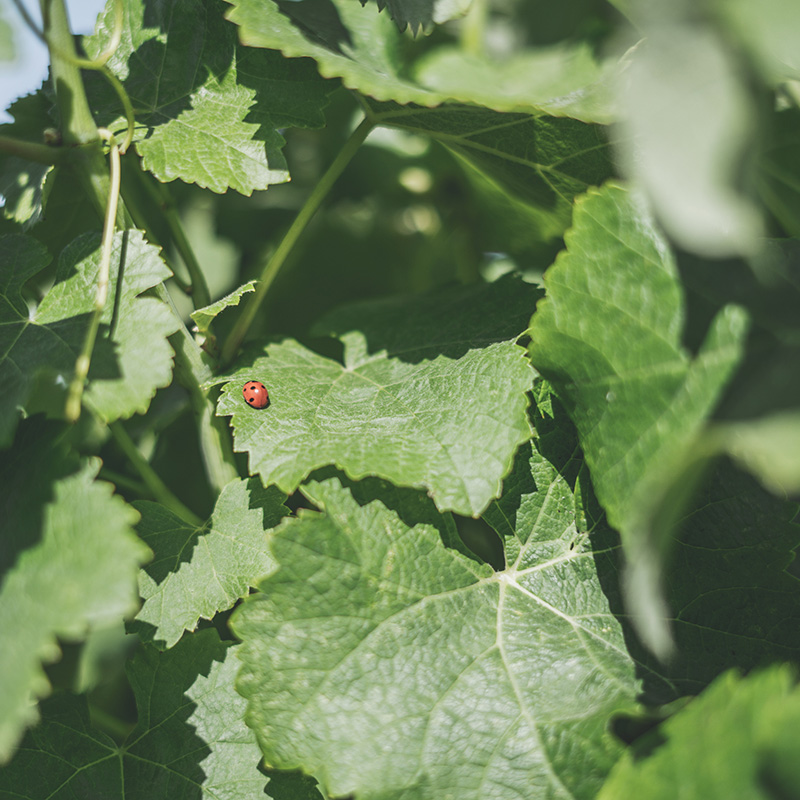 Closeup of a ladybug on a vine