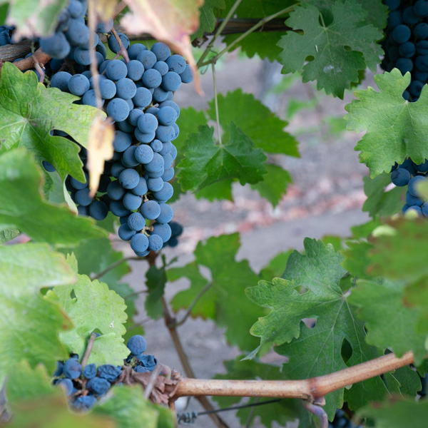 Vyborny grapes