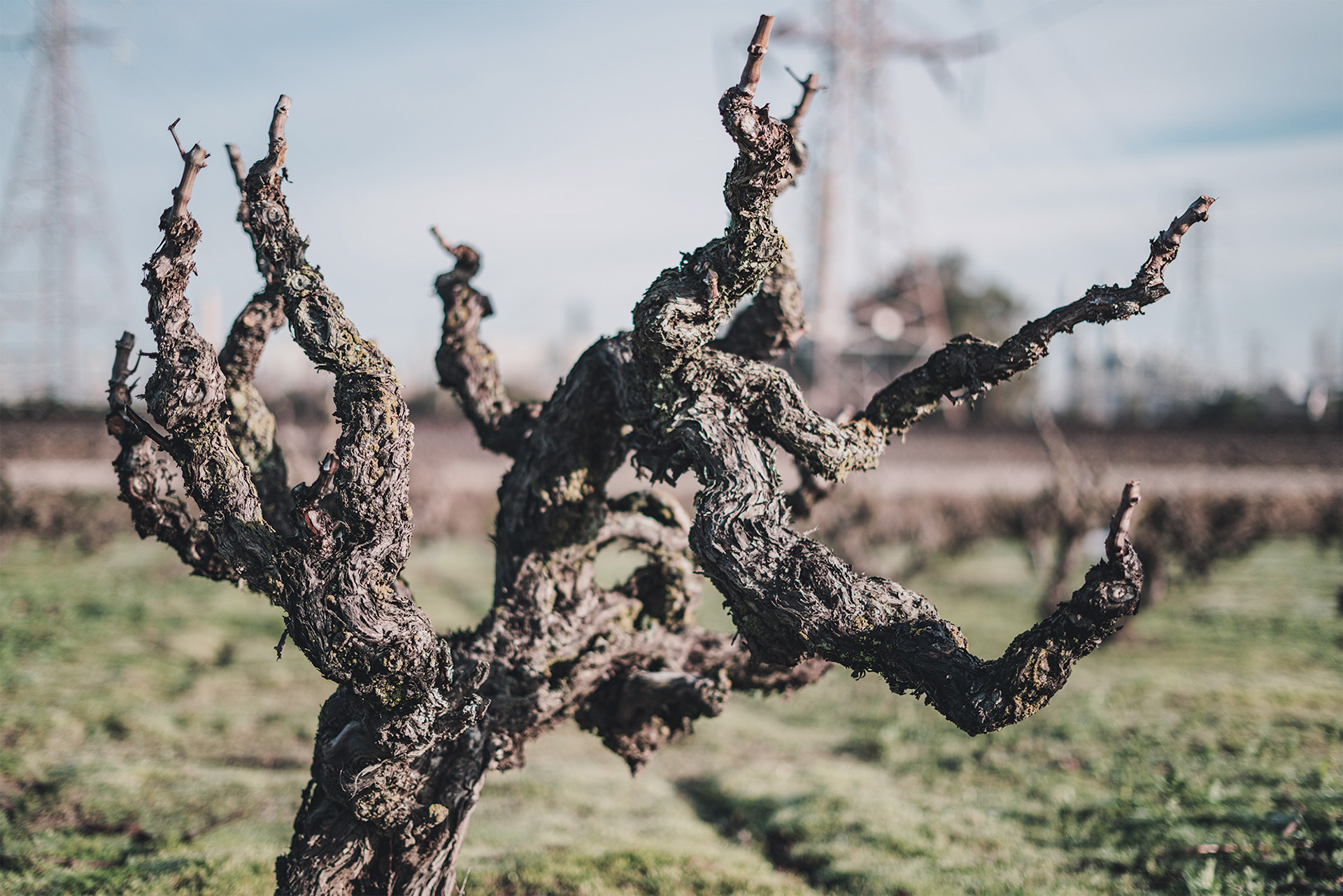Old Vines. Trusted Growers. Soulful Wines.